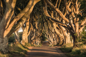 Golden Hedges alley in Northern Ireland in early morning light Golden Hedges alley in Northern Ireland in early morning light